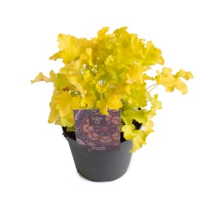 Heuchera 'Indian Summer' im Topf, gelbgrüne Blätter, ca. 40 cm hoch.