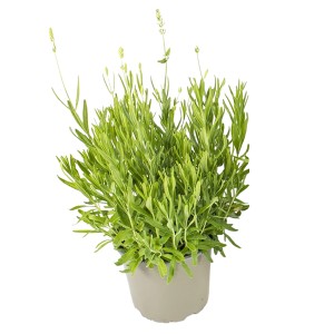 Lavendel "Essence" Weiß Topf-Ø ca. 13 cm Lavandula angustifolia