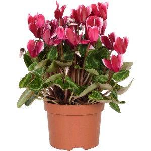 Zimmer-Alpenveilchen Fuji Weinrot im Topf, ca. 20-25 cm hoch, mit weinroten Blüten und weißem Rand.