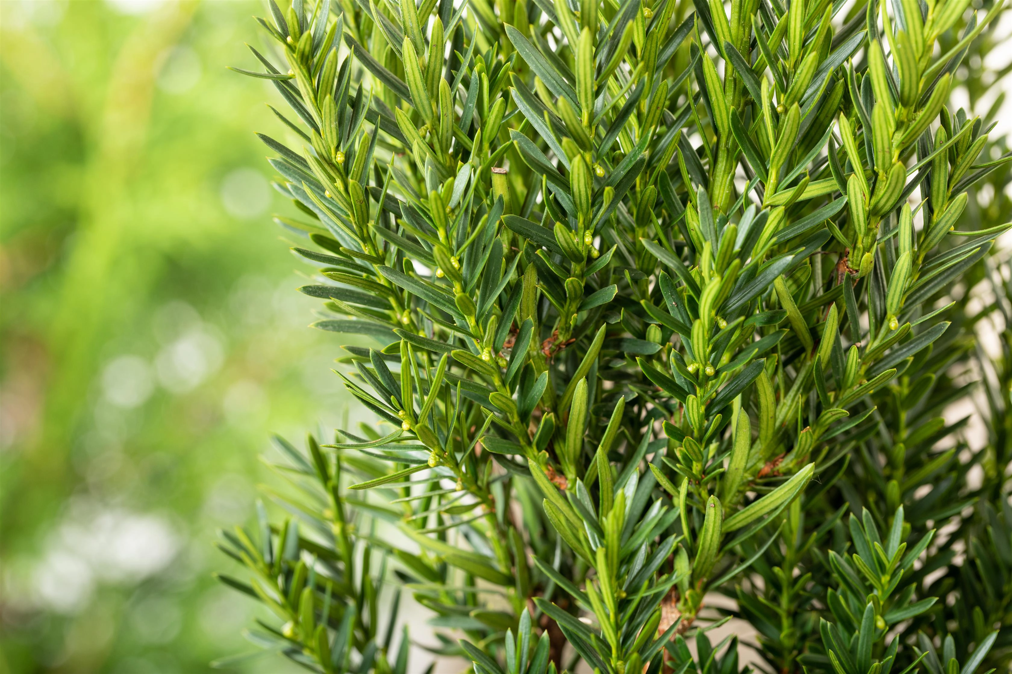 BecherEibe "Hillii" Höhe ca. 30 40 cm Topf ca. 3 l Taxus baccata