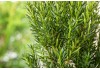 BecherEibe "Hillii" Höhe ca. 30 40 cm Topf ca. 3 l Taxus baccata