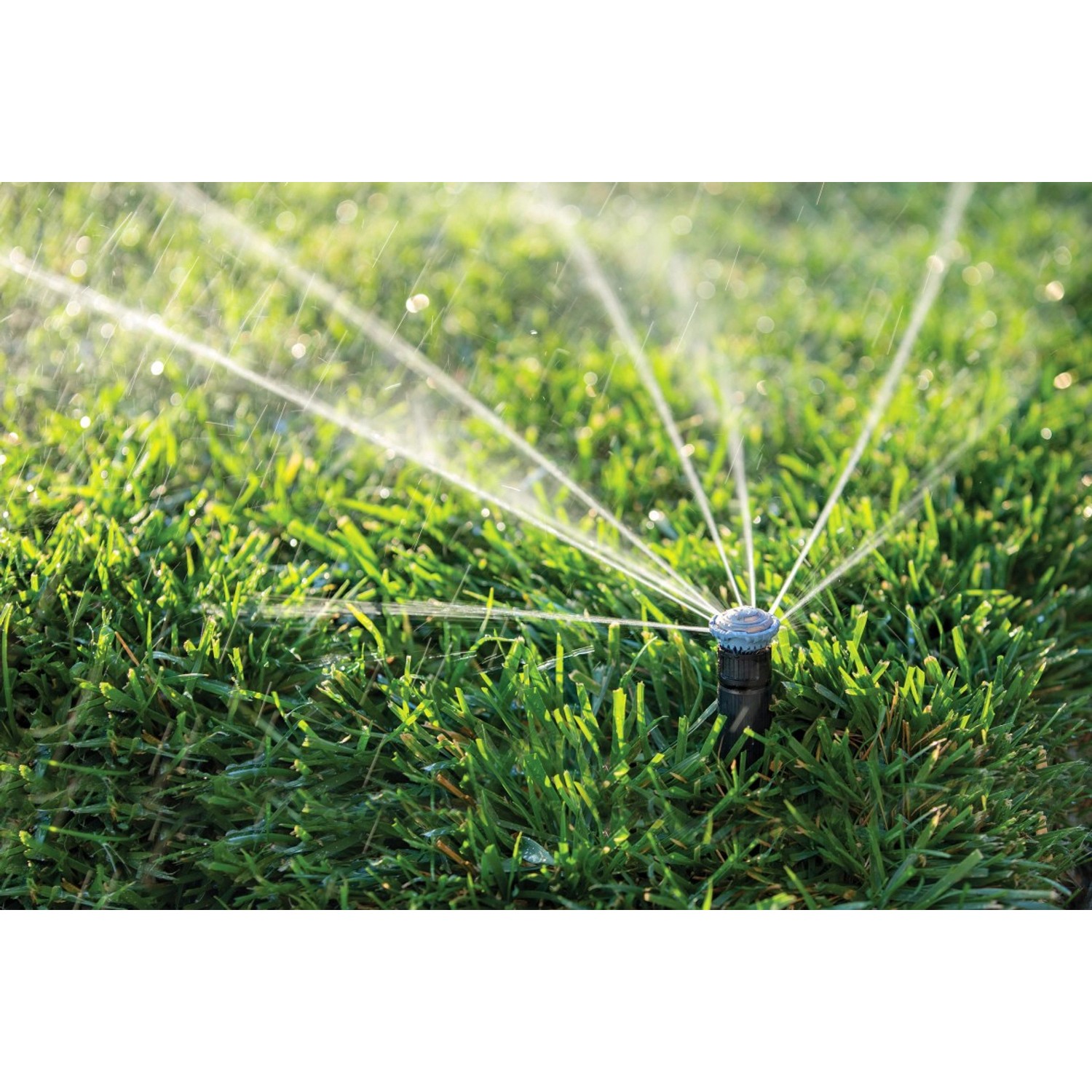 Rain Bird Versenksprüher R-VAN 14 IG beim Bewässern eines Rasens.