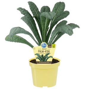 Blu Bio-Palmkohl Black Magic im Topf, dunkelgrüne Blätter. Blattgemüse für den Garten.