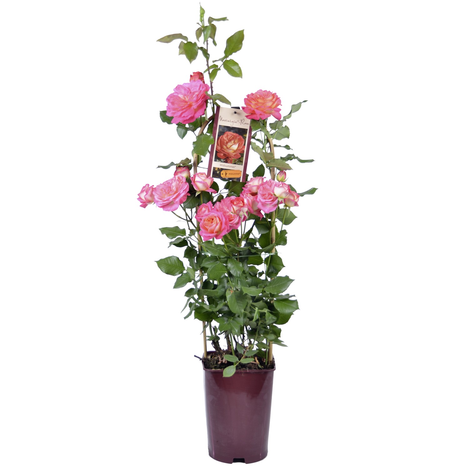 OBI Rosen am Stab "Exklusiv" ver. Sorten Rosa Höhe ca. 65 cm Topf ca. 5