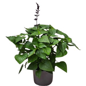 Staude Herbstsalbei Topf-Ø ca. 23 cm Salvia greggii