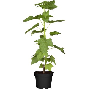 Junge Schwarze Johannisbeere (Ribes nigrum) im Topf, ca. 40-60 cm hoch.