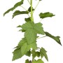 Junge Schwarze Johannisbeere (Ribes nigrum) im Topf, ca. 40-60 cm hoch.