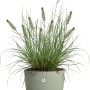 Elho Blumentopf Sereh, Ø 39 cm, grün, mit Ziergras bepflanzt. Ideal für Innen- und Außenbereich.