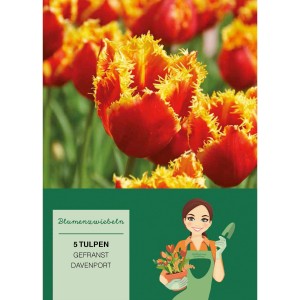 Crispa-Tulpe Davenport: Rot-gelbe, gefranste Tulpenblüten im Detail. Blumenzwiebeln für den Garten.