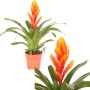 Orangefarbene Vriesea Intenso im Topf, eine exotische Blühpflanze von GROW by OBI.