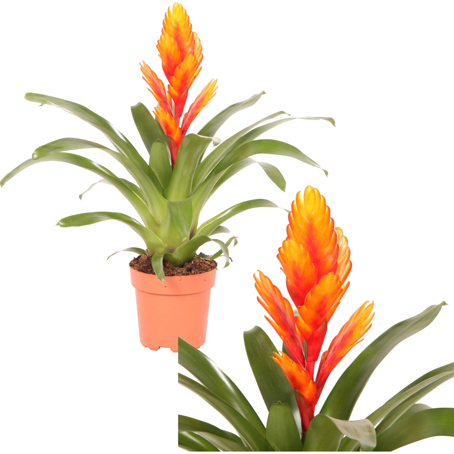 Orangefarbene Vriesea Intenso im Topf, eine exotische Blühpflanze von GROW by OBI.