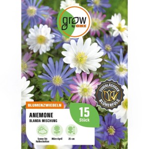 GROW by OBI Anemonen blanda Mischung 15 Stück Anemonen blanda Mixed