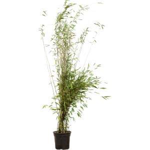 Fontänenbambus (Fargesia nitida) im Topf, ca. 175-200 cm hoch, ideal als Sichtschutz.