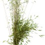 Fontänenbambus Set à 10 Stück Höhe ca. 175 - 200 cm Fargesia nitida