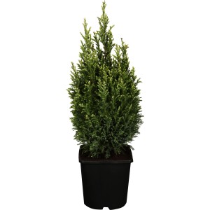 Scheinzypresse Snow White im Topf, ca. 50-60 cm hoch. Immergrüne Gartenpflanze.