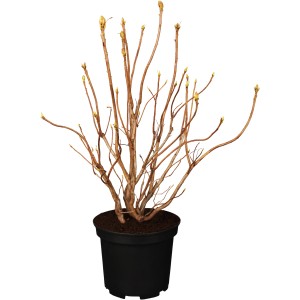 Sommergrüne Azalee 'Möwe' im Topf, ca. 20-30 cm hoch, mit Knospen.