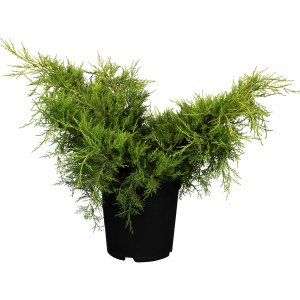 Chinesischer Strauchwacholder 'Old Gold' im Topf, goldgelbe Nadeln, ca. 10-20 cm hoch.