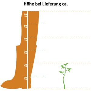 Illustration: Lieferhöhe des rosa Sommerflieders (Buddleja) im 3 l Topf, ca. 10-20 cm.