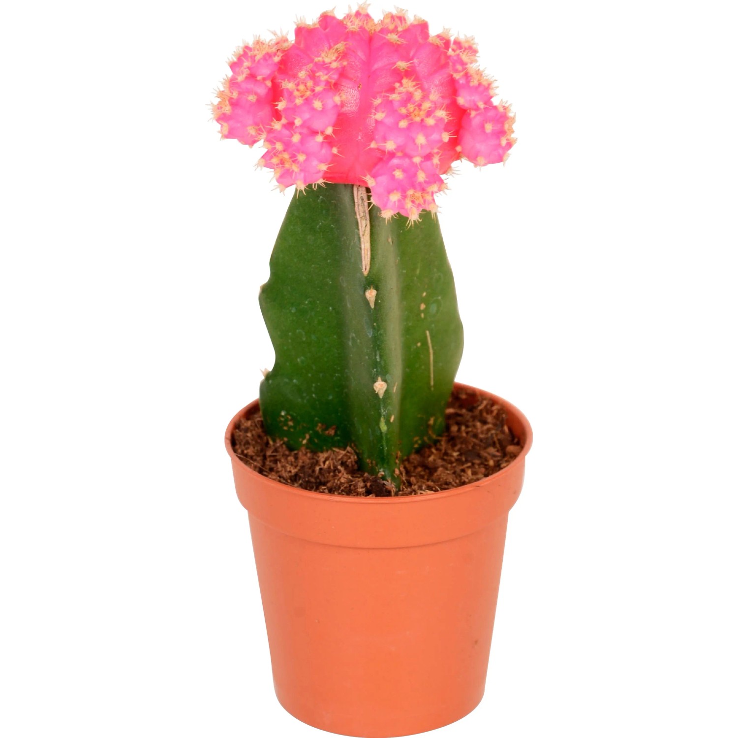 Veredelter Kaktus "Neon Style" Hhe ca. 20 - 25 cm Topf- 8,5 cm kaufen bei  OBI