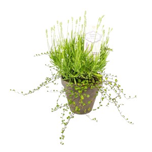 GROW by OBI Lavendel Weiß mit Mühlenbeckia im Topf (ca. 16cm)