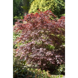 Japanischer Ahorn Bloodgood, ca. 110cm hoch im 15l Topf. Dunkelbraunrotes Laub.