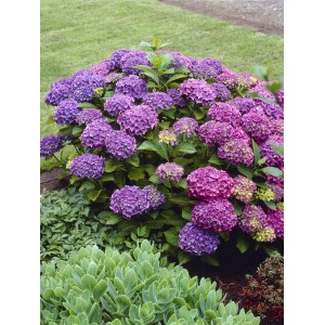 Bauernhortensie "Deep Purple Dance" Höhe ca. 50 - 60 cm Topf ca. 5 l Hydrangea