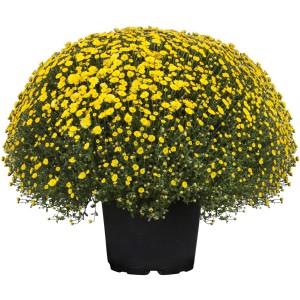 Gelbe Chrysantheme Skyfall im Topf (Ø 23cm). Breitbuschige, dauerblühende Kübelpflanze.