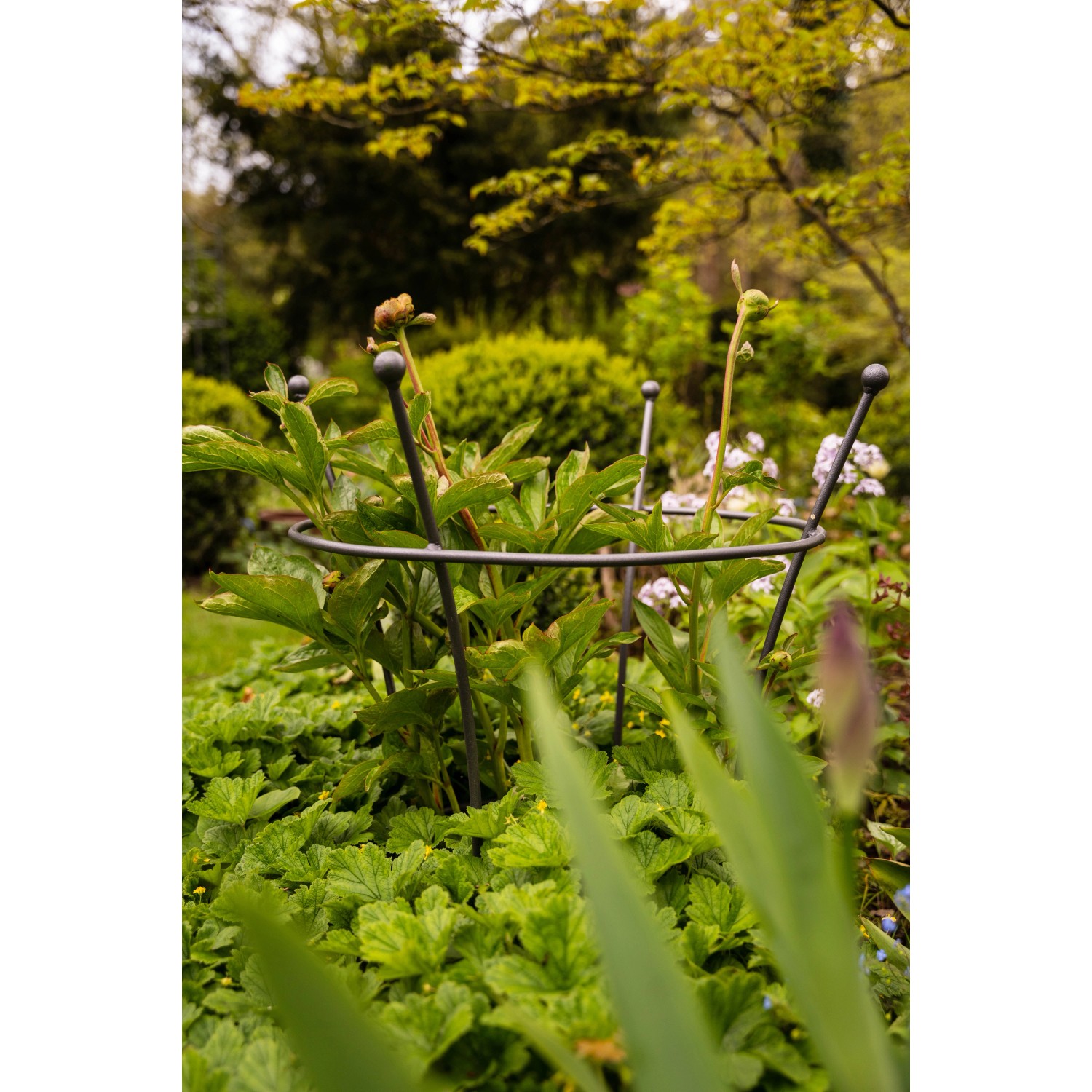 Anthrazitfarbene Eleo Pflanzenstütze Grosetto (68 cm) im Gartenbeet.