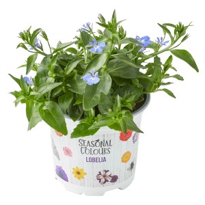 Männertreu Farbmix im Topf, ca. 10,5 cm Ø. Blühende Lobelia mit blauen und weißen Blüten.