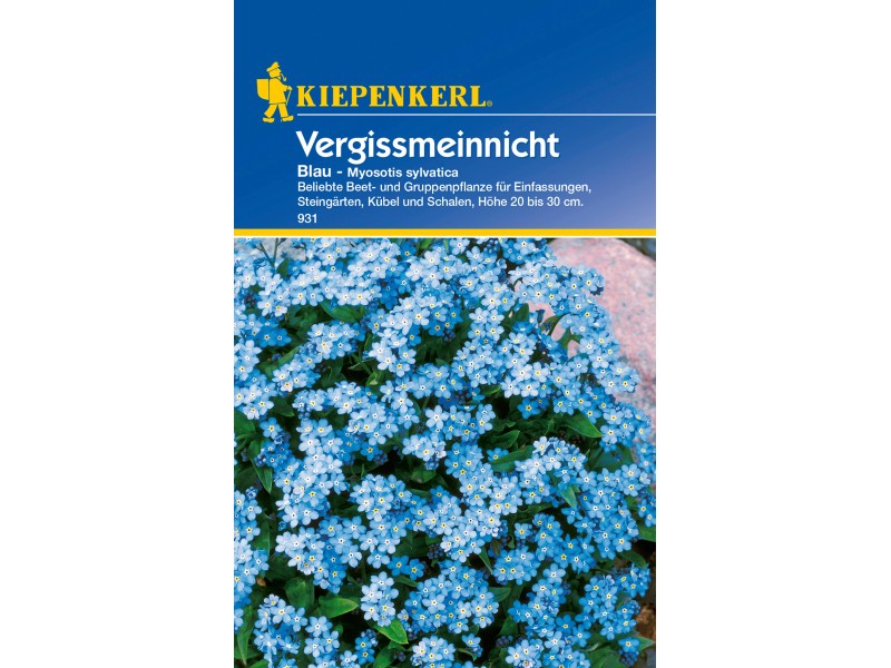 Vergissmeinnicht kaufen bei OBI