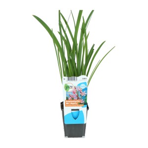 Sumpfgladiole "Mrs. Hegarty" Rosa Topf-Ø ca. 9 cm Schizostylis coccinea