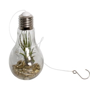 Hängende Tillandsie in Glühbirne (Topf 9cm) mit goldenen Steinen, ideal als Deko für Innenräume.