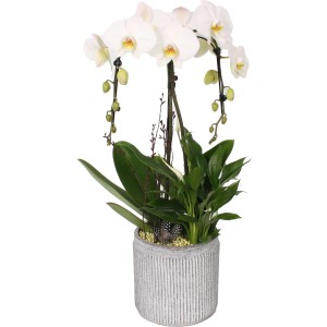 Modernes Orchideen-Arrangement im Beton-Gefäß  Topf-Ø ca. 20 cm