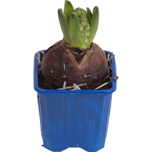 Blaue Hyazinthe (Hyacinthus) im Topf, ca. 7 cm Ø, ideal für die Frühjahrsbepflanzung.