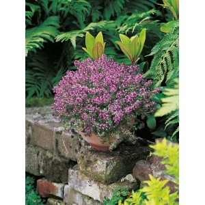 Feldthymian Coccineus Rot im Topf, eine blühende Staude für sonnige Standorte im Steingarten.