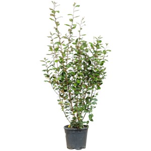 Wintergrüne Ölweide Set à 20 Stk. Höhe ca. 150-175cm Elaeagnus ebbingei