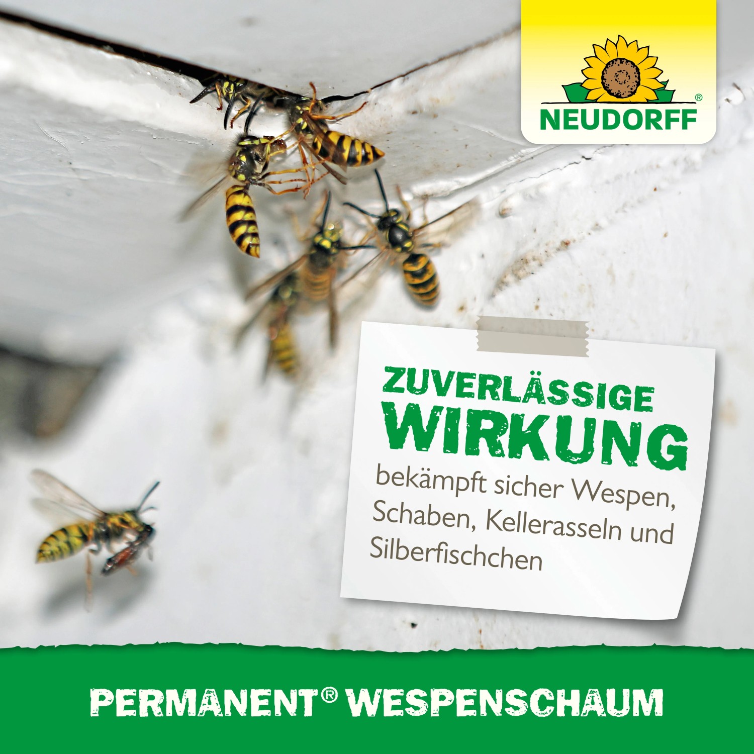 sonnenhut saatgut Saatgut