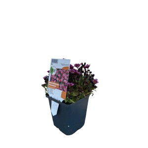 GROW by OBI Moossteinbrech "Rosenzwerg" Rosa Topf-Ø ca. 9 cm x 9 cm Saxifraga