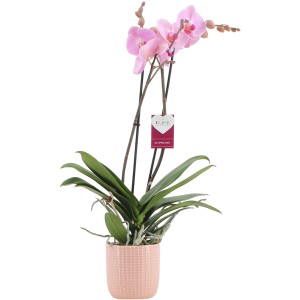Rosa Schmetterlingsorchidee im rosafarbenen Keramiktopf, 2-Trieber. Elegante Zimmerpflanze.