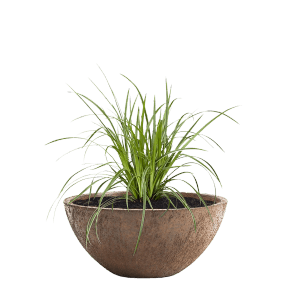 Pflanzwerk Pflanzschale Bowl Premium Frostbeständig Lotus-Effekt 36 cm Rost