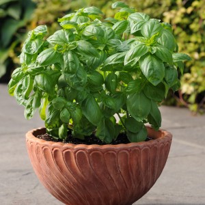 Blu Bio Basilikum Genoveser im Topf (Ø 12cm). Küchenkräuter mit grünen Blättern.
