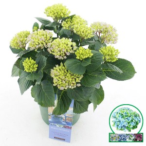 Bauernhortensie "Magical Revolution" Höhe ca. 35 cm Topf-Ø ca. 20 cm Blau