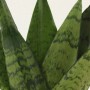 Bogenhanf 'Fan', Sansevieria zeylanica, mit grün panaschierten Blättern im Topf.