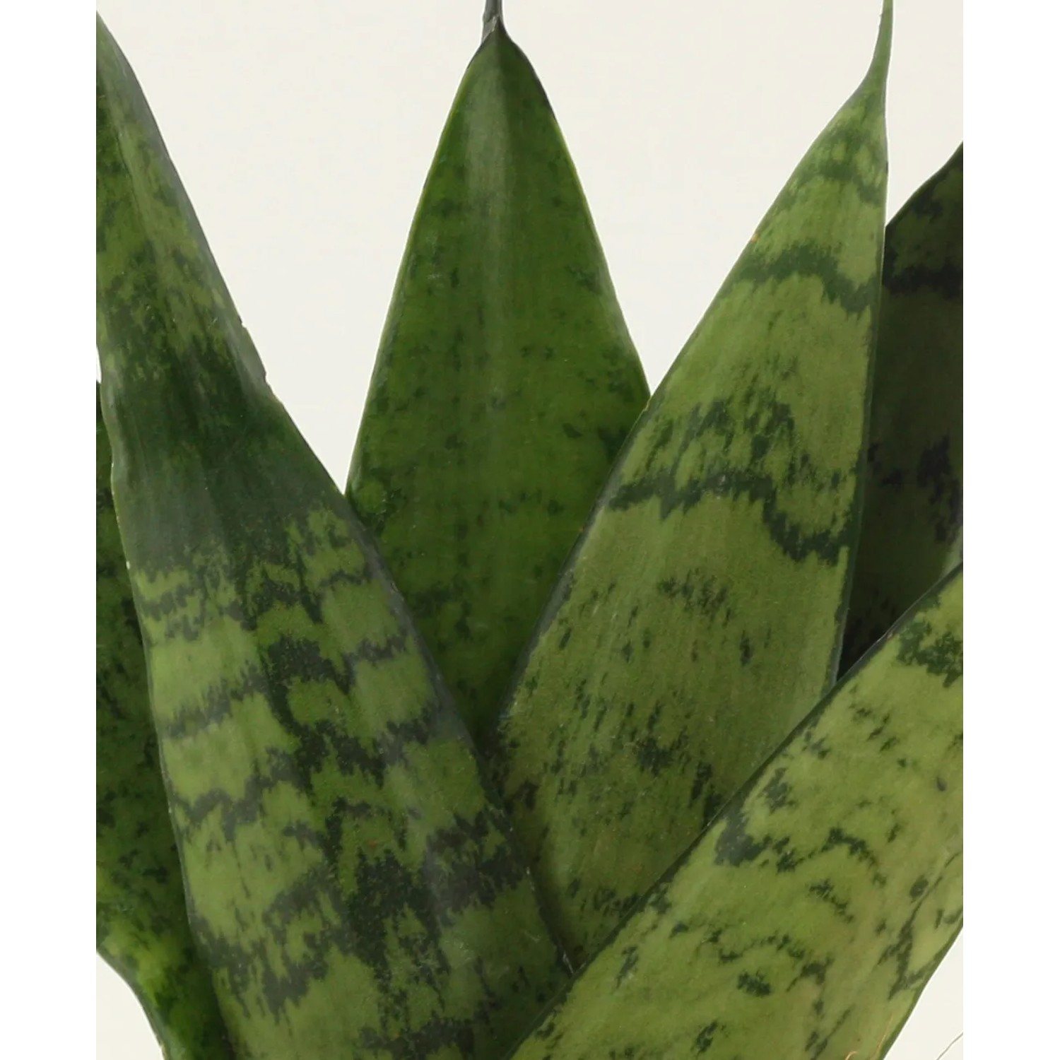 Bogenhanf 'Fan', Sansevieria zeylanica, mit grün panaschierten Blättern im Topf.