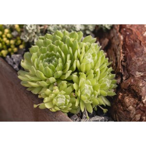 Grüne OBI Hauswurz (Sempervivum) im Topf, Durchmesser ca. 12 cm.