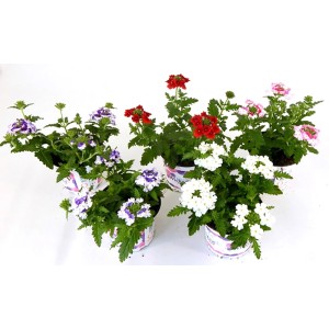 Verschiedenfarbiges Eisenkraut im Topf (Ø 12cm) von GROW by OBI. Hängepflanze mit roten, weißen, pinken und lila Blüten.