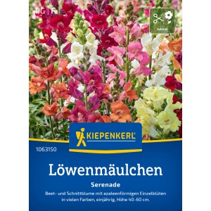 Kiepenkerl Löwenmäulchen Serenade Mischung mit bunten Blüten für Beet und Vase.