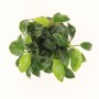 Dennerle Aquariumpflanze Anubias Bonsai, kleine, grüne Blätter im Topf.