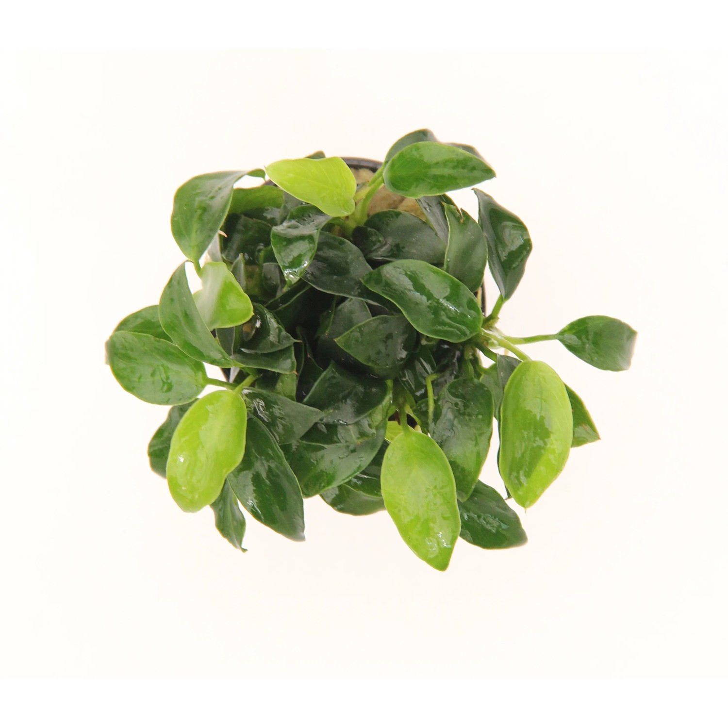 Dennerle Aquariumpflanze Anubias Bonsai, kleine, grüne Blätter im Topf.