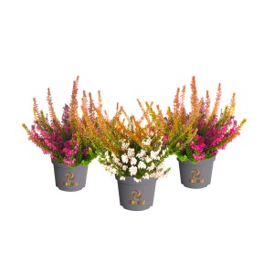 Besenheide Beauty Ladies Tornado im Topf, ca. 11 cm, 2-fach sortiert mit rosa, orange und weißen Blüten.